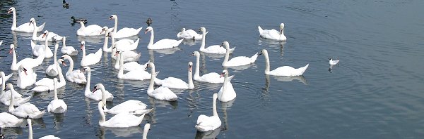 Salzwasserschw&auml;ne