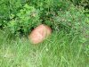 Maske im Gras