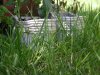 Da w&auml;chst Gras dr&uuml;ber.
